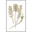Sweet Preservation 6 Print-1218984306