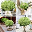 Arrangement-700540186
