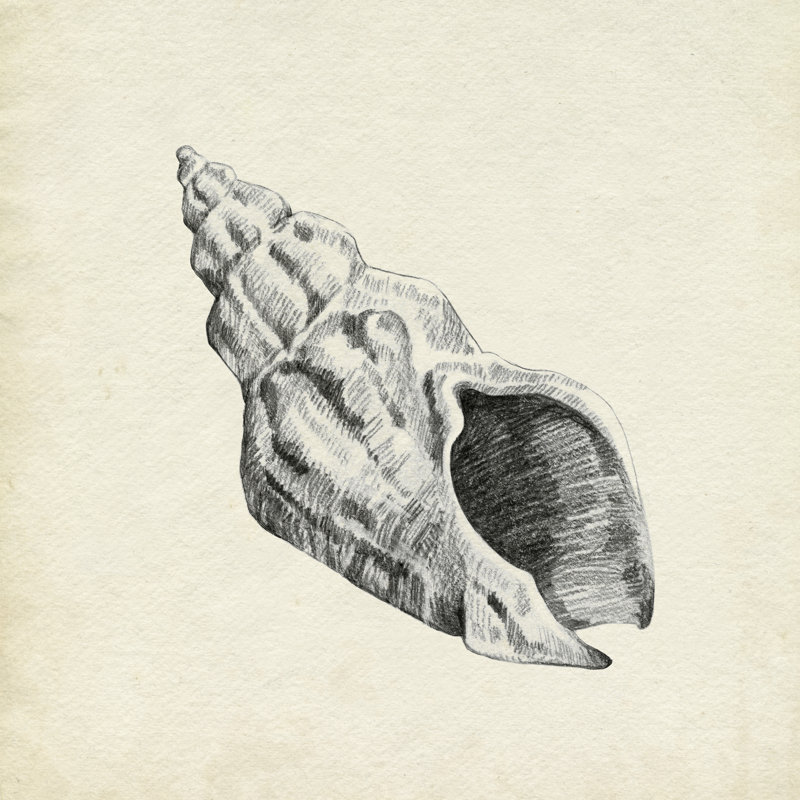 Seashell Pencil Sketch II by Emma Caroline - Wrapped Canvas Print, 91cm H x 91cm W x 3.8cm D