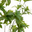 Potted Pierisjaponica 5ft Tree