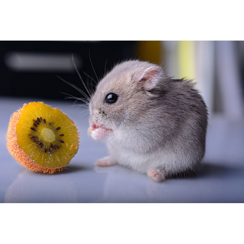 Hamster Eats Kiwi by Bobislav - Wrapped Canvas Print, 20cm H x 30cm W
