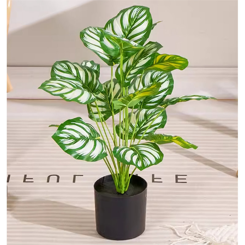 19,69 plante