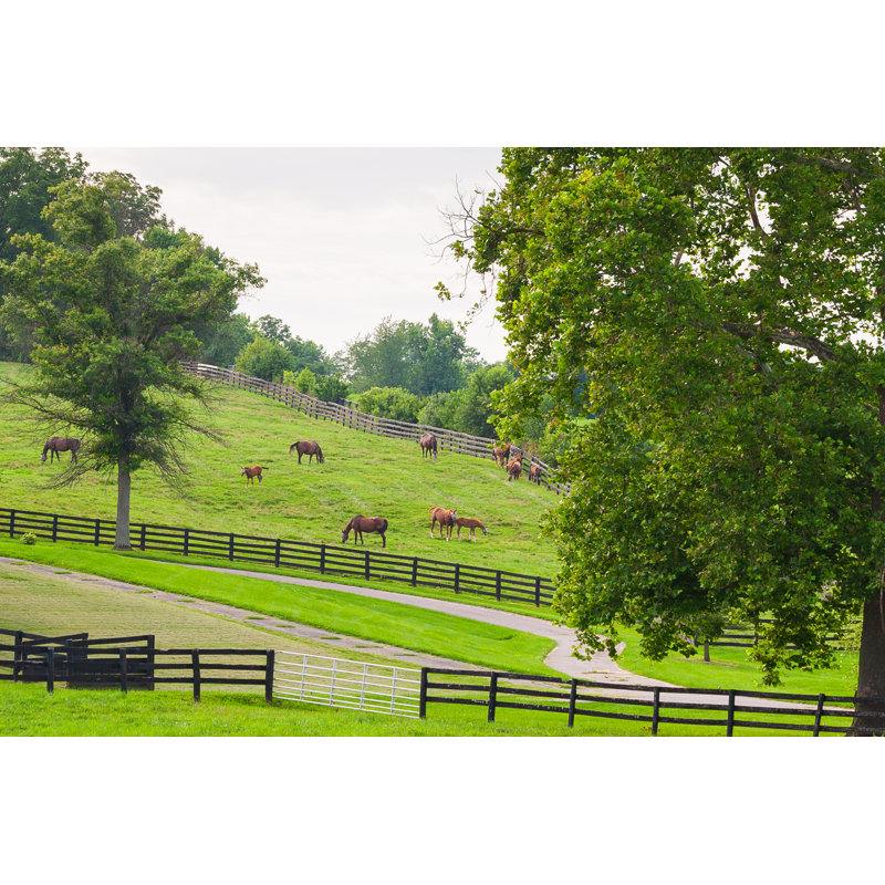 Horses At Horse Farm. by Volgariver - Wrapped Canvas Print, 30cm H x 46cm W
