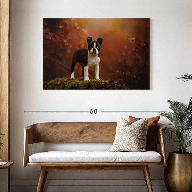 Bébé terrier de Boston, H 30 po x l 45 po