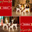 Christmas Deer Lighted Display 3 Piece Set-772121431