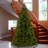 Downswept DouglasFir Tree with Dual Color LED Lights-1723717094-1709394170