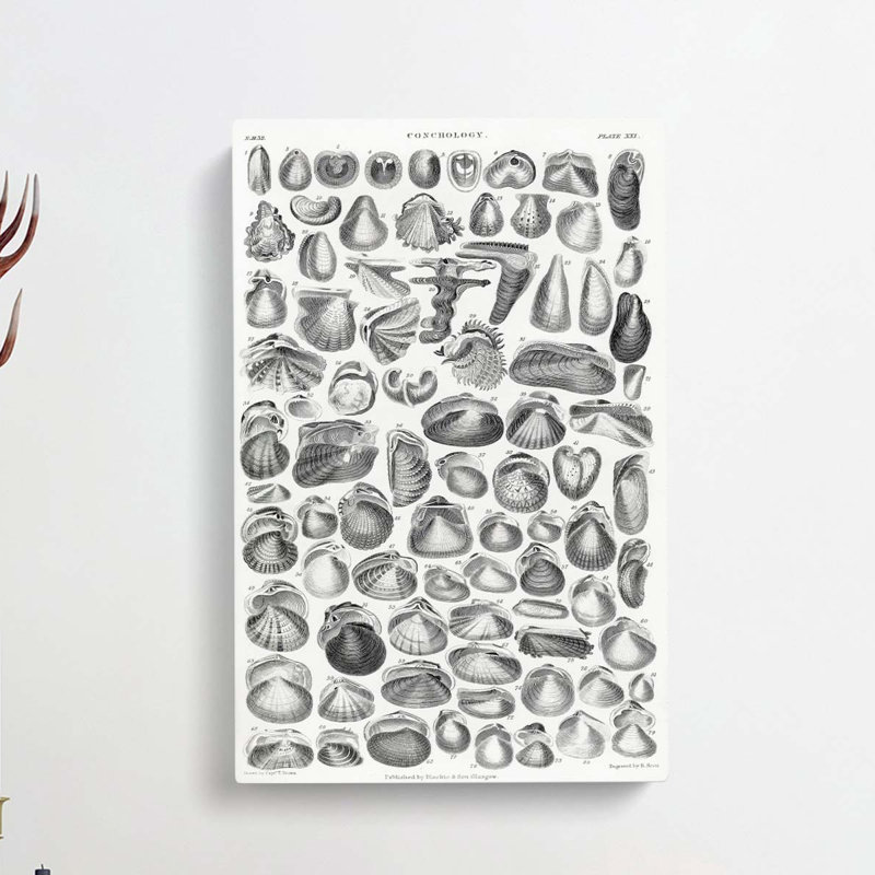 Study Of Mollusc Shells XXI by Oliver Goldsmith - Wrapped Canvas, 91cm H x 60cm W x 3cm D
