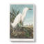 Snowy Heron by John Audubon - Wrapped Canvas Painting-55318806
