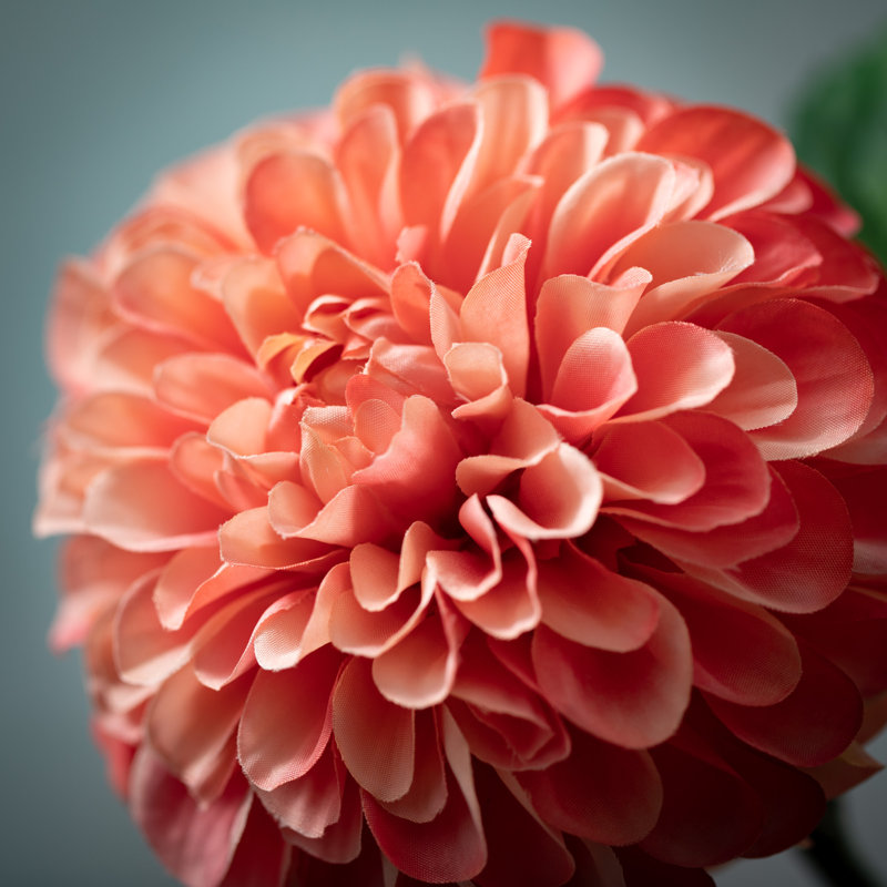 Dahlia Sprays, Mauve