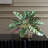 Peacock Plant Accent