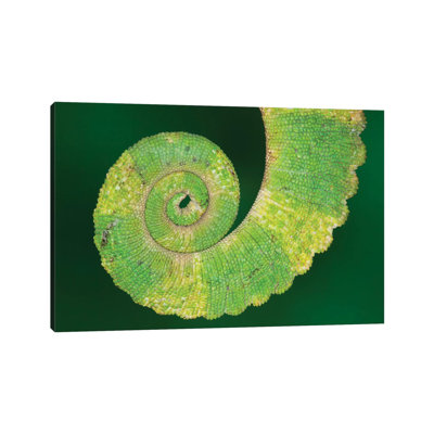 USA, California. Close-up Of Tail Of Jackson's Chameleon. by Jaynes Gallery - Wrapped Canvas Print