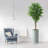 75'' Faux Ficus Tree in Pot