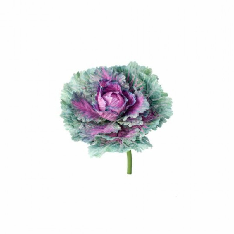Chou frisé, plantes et arbres, Mauve / Vert