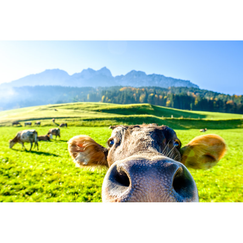 Funny Cow - Wrapped Canvas Print, 30cm H x 46cm W x 3.8cm D