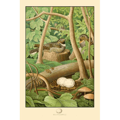 " Whippoorwill "