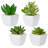 3.25'' Faux Succulent Plant in Ceramic Planter