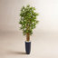 60'' Faux Bamboo Tree in Ceramic Planter