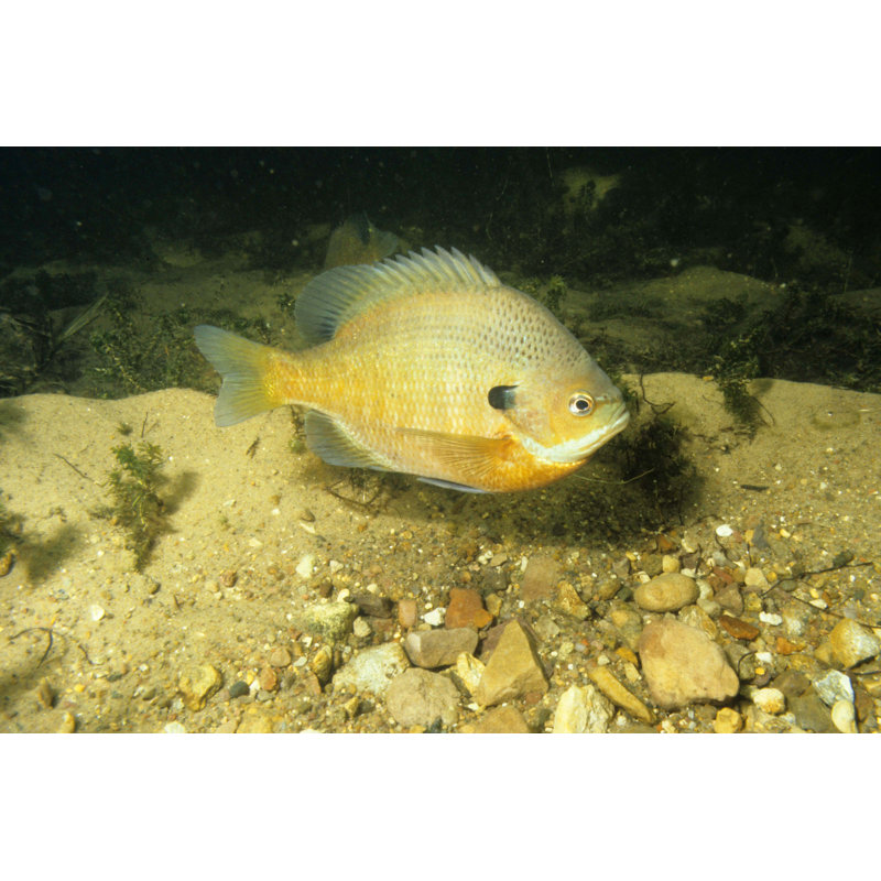 Bluegill 601 by Stammphoto - Wrapped Canvas Print, 30cm H x 46cm W x 3.8cm D
