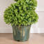 Topiaire de buis vert en spirale artificiel