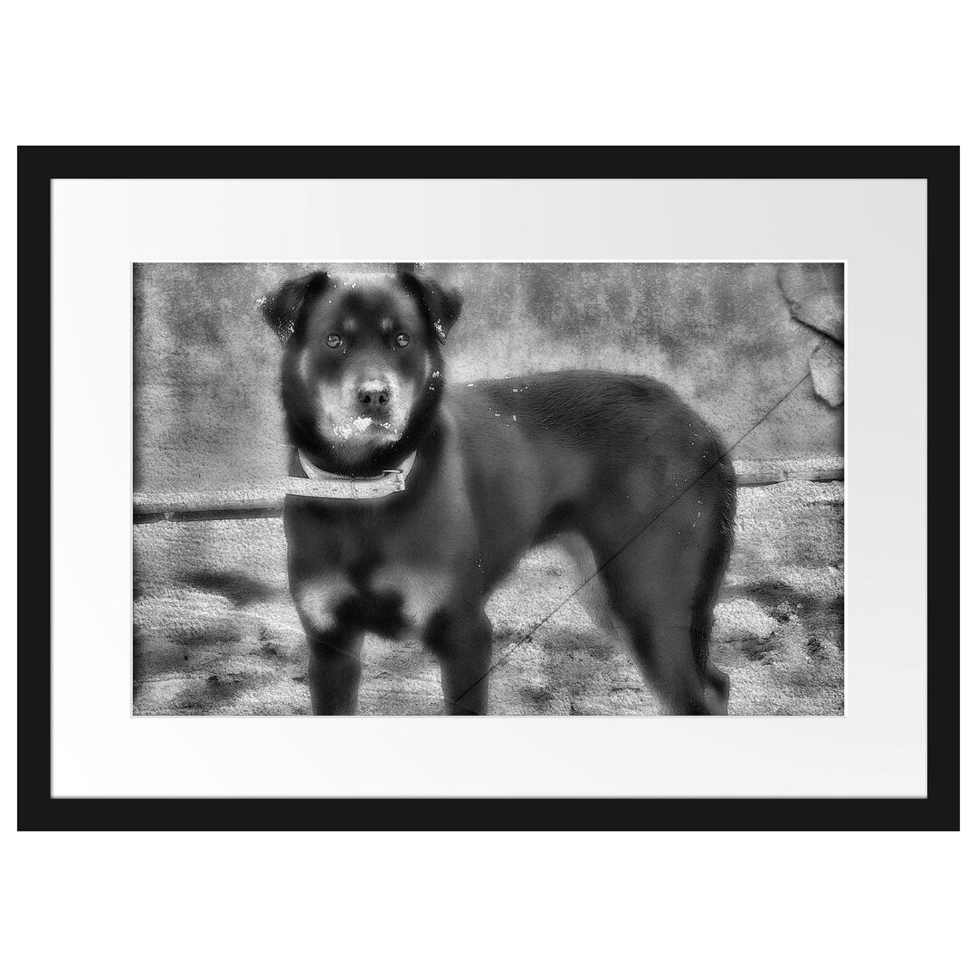 Gerahmtes Poster Prächtiger Rottweiler