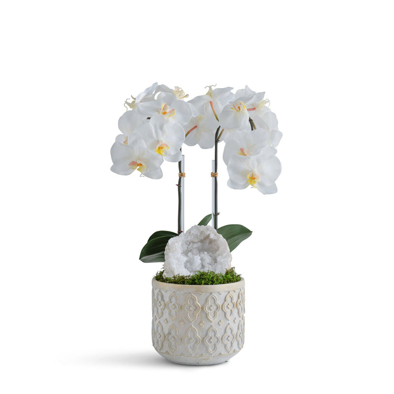 Double Orchid in ornamental concrete, White
