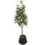Plante artificielle traditionnelle en pot