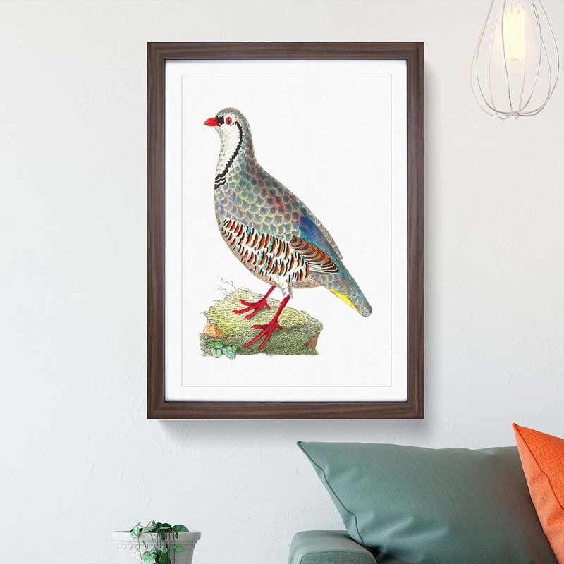 Red Partridge by George Shaw - Framed Print, Walnut Framed, 48cm H x 36cm W x 2cm D