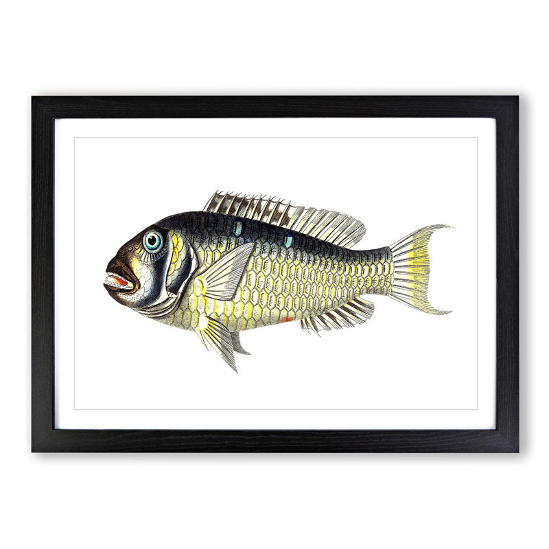 Gilt-Head Bream Fish by George Shaw - Framed Print, 27cm H x 36cm W x 2cm D, Black Framed