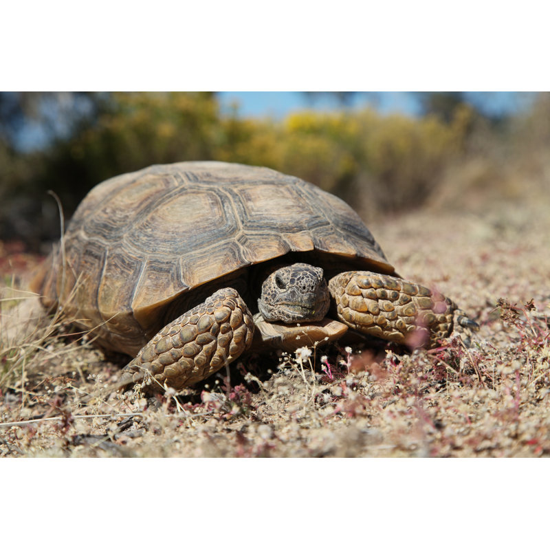 Desert Tortoise Close Up by Twildlife - Wrapped Canvas Print, 51cm H x 76cm W x 3.8cm D