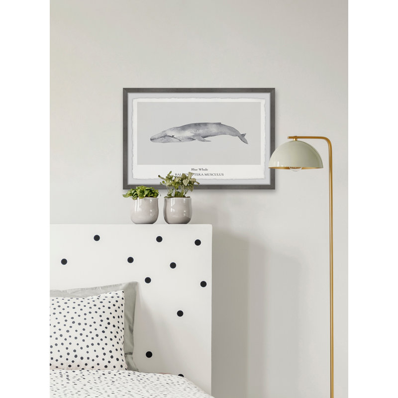 Balaenoptera Musculus by Marmont Hill - Single Picture Frame Painting, 20cm H x 30cm W x 3.81cm D