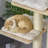 Eyler Scratching Post