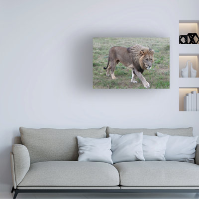 Art sur toile, «Bob Bob Langrish Lions»