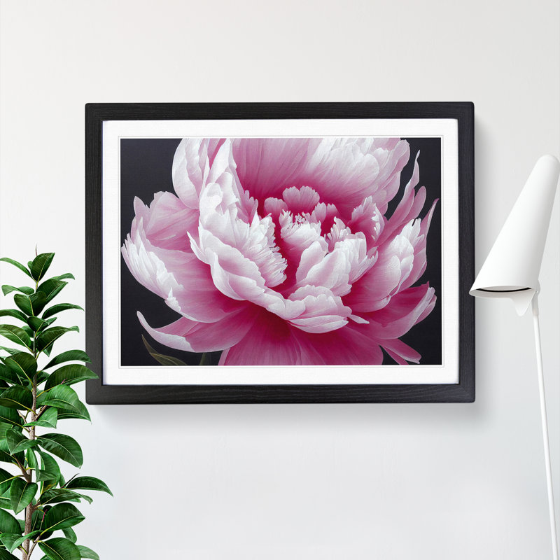 Splendid Peony Flower - Framed Print, Black, 25cm H x 34cm W x 2cm D