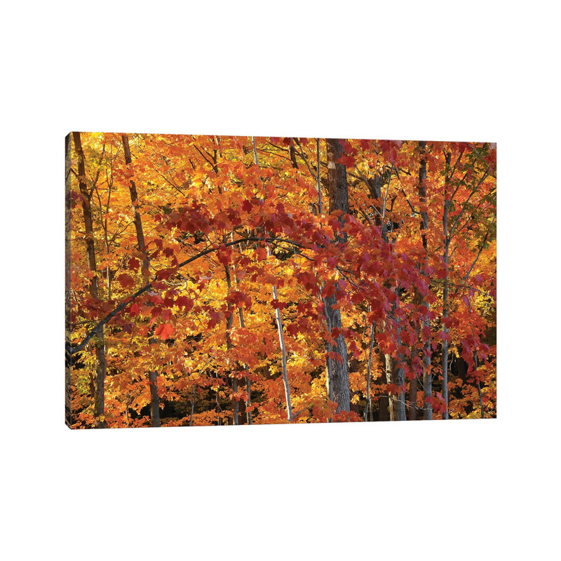 Backlit Maples by Brian Wolf - Wrapped Canvas Print, 20.32cm H x 30.48cm W x 1.91cm D