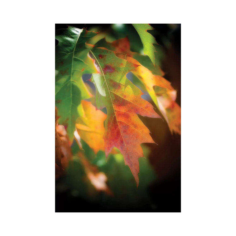 Oak Leaves by Philippe Sainte-Laudy - Wrapped Canvas Print, 20.32 cm H x 30.48 cm W