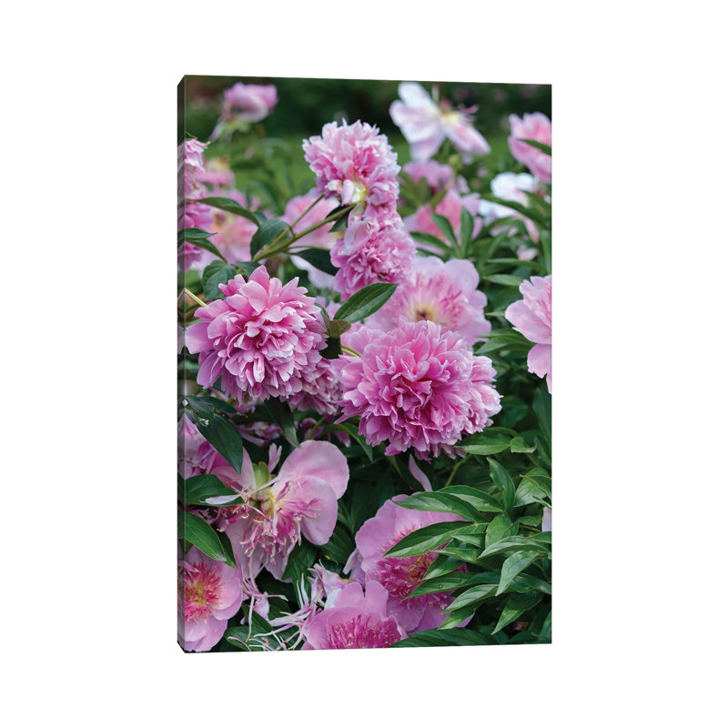 Garden Of Blooming Peony I by Mike Kiev - Wrapped Canvas Print, 101.6 cm H x 66.04 cm W x 1.91 cm D