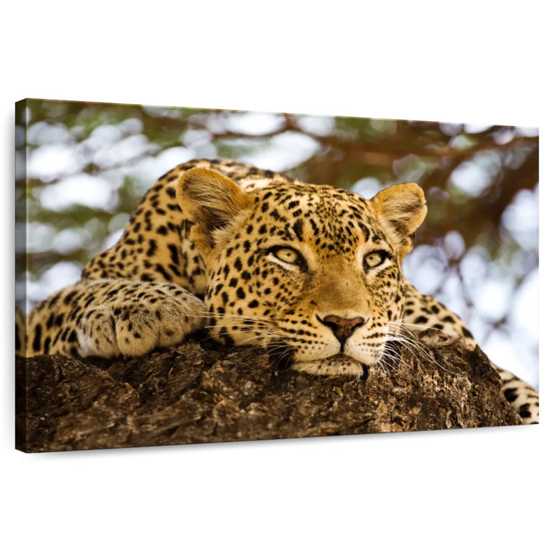 Brampt Leopard Looking For Prey, 24" H x 36" W