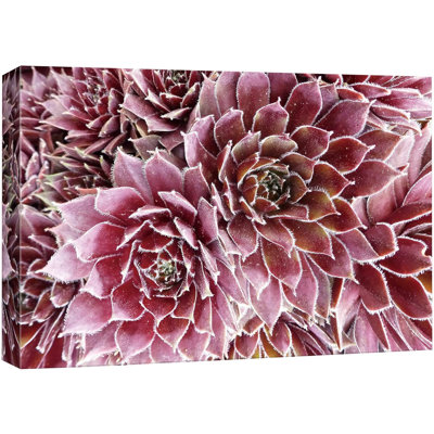 Plante grasse "Wild and Pink Rose Crassula Succulent Wilderness" sur