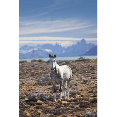 Horse by Grafissimo