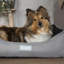 Polyester Pet Bed-88666952-88666954