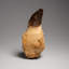 Genuine Mosasaur Tooth With Root From Morocco (163.5 Grams)