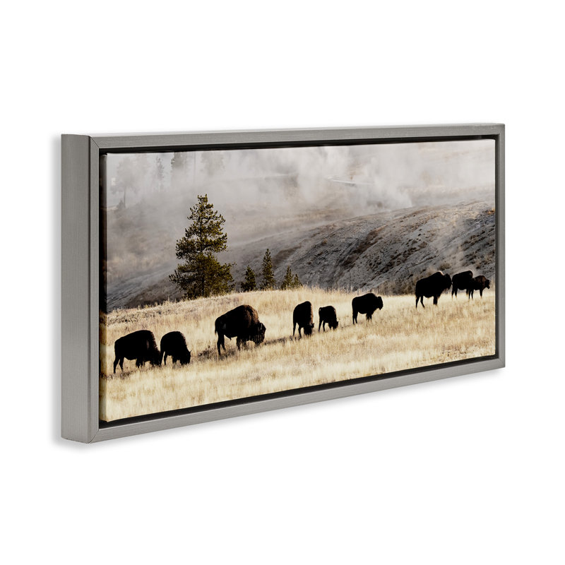 Bison broutant en pleine campagne brumeuse, Cadre flottant gris lustré, H 14 po x l 31 po