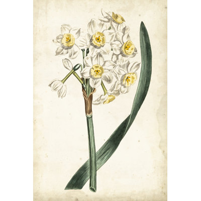 Curtis Narcissus IV - Graphic Art