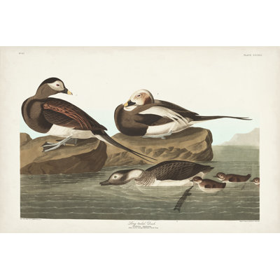 Pl 312 Long-Tailed Duck by James Audubon - Wrapped Canvas Painting