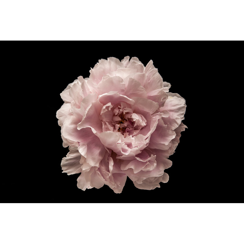 Fleur rose sur fond noir par Karpenkovdenis - Photographie sur toile tendue, H 12 po x l 18 po