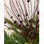 39cm Polystyrene Pick-900931693