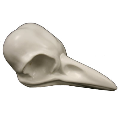 Crâne d'oiseau en céramique