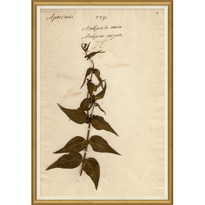 «Herbarium 4», peinture sur cadre