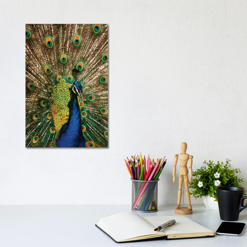Male Peacock Indian Peafowl Pavo Cristatus Displaying Tail Feathers by Vintage Images - Wrapped Canvas Print