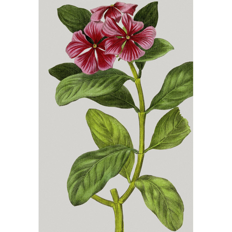 Vintage Garden Varieties IX by Vision Studio - Wrapped Canvas Art Prints, 46cm H x 30cm W